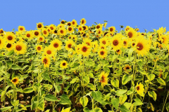 Kor-Sonnenblumen