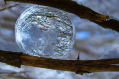 Troes-IMG_8973