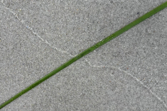 Dal025