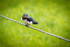 Domke_IMG_R5-MKII_58667-1