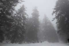 Anne Pallentin Tröstrum