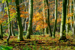 Ack.-Wald-01