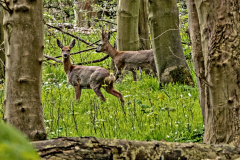 Ack.-Wald-02
