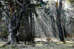 Ack.-Wald-03
