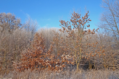 Dal-DSC08896