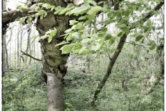 Kra-Baum-02a