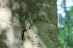 Krue-2023-06-03_Wald_0001