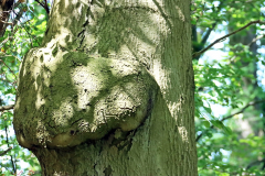 Krue-2023-06-03_Wald_0002