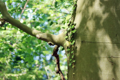 Krue-2023-06-03_Wald_003