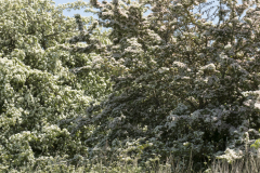 Lei-01Wald