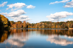 M.Stieler_Qerformat_Juni-Wald-3