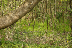 Troes-_MG_5350-1