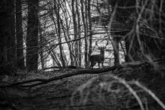 Wolfgang-Gerlach-Wald-01