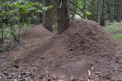 Wolfgang-Gerlach-Wald-03