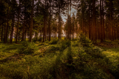 troeb-2022-09-06EOS-R5_0016658