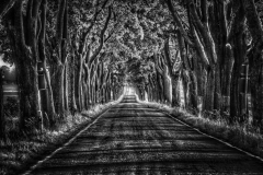 TroeS-IMG_6375