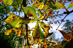 DOM_20160924_165709
