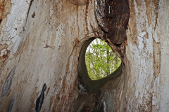 Krue_2024-05-05_Holz