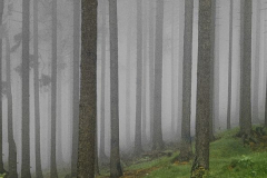 1_Kor-3-Nebelwald