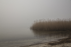 1_Lei-1Z3A8455