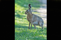 3_Ack.-Ostern-001