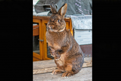 3_Ack.-Ostern-002