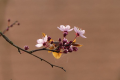 3_Muet-Ostern-5