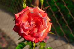 Anne Pallentin Tröstrum