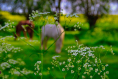 Anne Pallentin Tröstrum