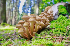 Anne Pallentin Tröstrum